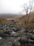 SX32937 Tree by Nant Cadair stream.jpg